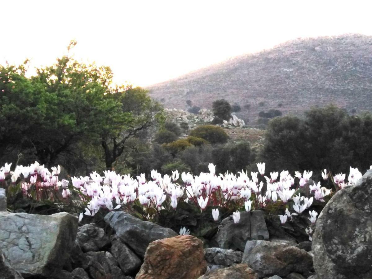 Tilos Island House Megálon Choríon المظهر الخارجي الصورة