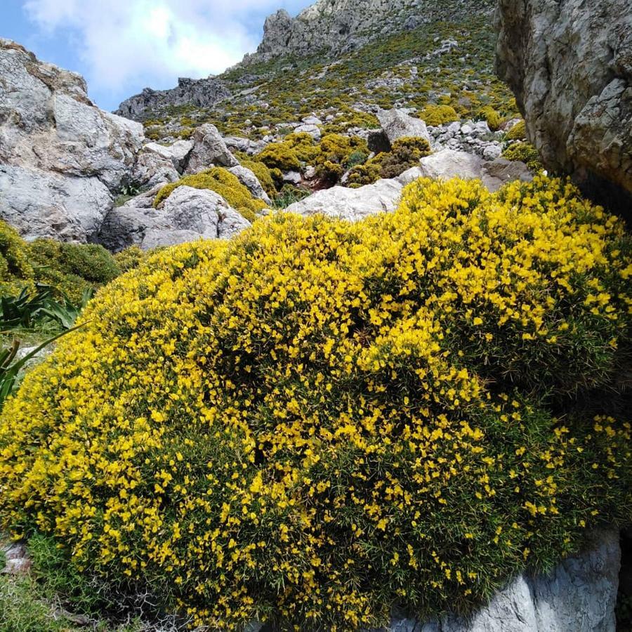 Tilos Island House Megálon Choríon المظهر الخارجي الصورة